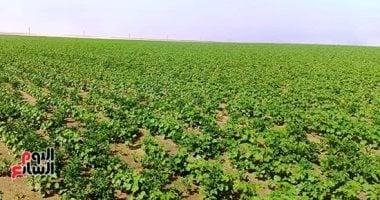 زراعة 500 فدان من الأقطان قصيرة التيلة شرق العوينات بتعاون بين قطاع الأعمال والقطاع الخاص