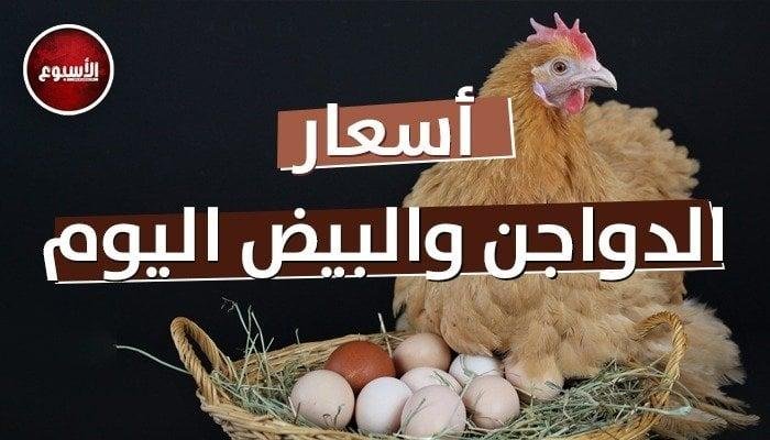 أسعار الدواجن والبيض اليوم السبت 21 يونيو 2025.. الفراخ البلدي في الأسواق بـ 130 جنيهًا