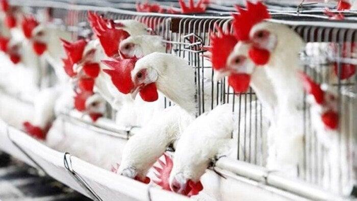 بكام الفراخ النهارده؟.. مفاجأة جديدة في أسعار الدواجن والبيض اليوم الجمعة 27 يونيو 2025