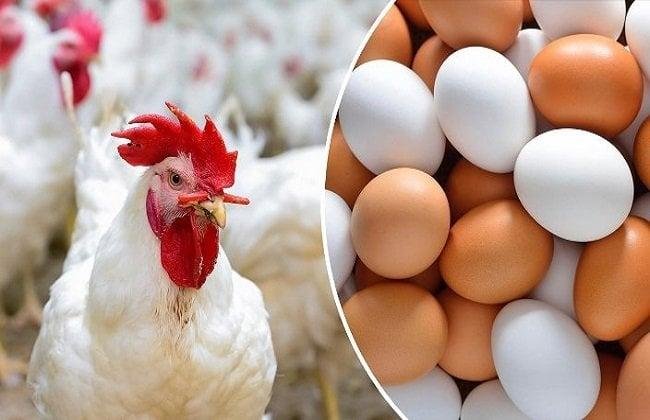 بورصة الدواجن اليوم.. أسعار الفراخ البيضاء وكرتونة البيض الأحد 22 يونيو 2025
