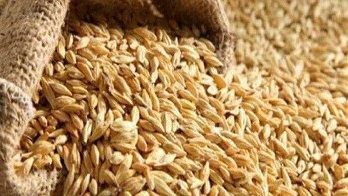 سعر الأرز الشعير اليوم الأربعاء 18-6-2025.. بكام طن العريض والرفيع؟