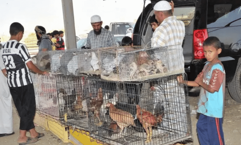 أسواق الطيور بجازان.. تجربة سياحية لعشاق الجمال