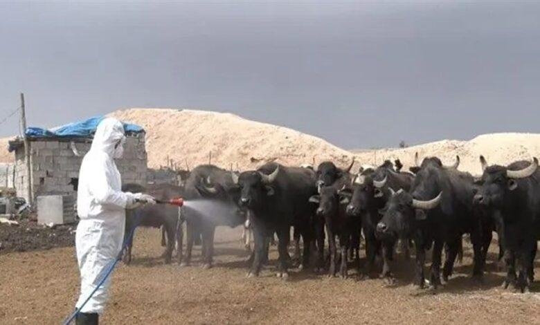 إصابة جديدة بالحمى النزفية في العراق