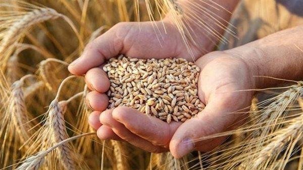 الدولة بتتتحرك في اكتر من اتجاه.. إزاي هيتم توفير احتياجات المصريين من القمح