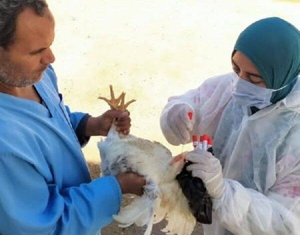 "الزراعة" تواصل أعمال التقصي والتحصين بمزارع واسواق الدواجن