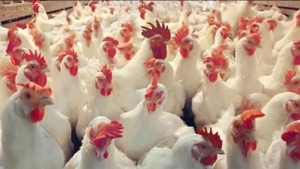 انخفاض أسعار الدواجن والبيض بأسواق الوادي الجديد