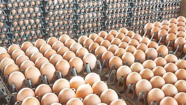 بسعر 120جنيها للطبق.. منافذ متنقلة لطرح البيض البلدي والأسماك للمواطنين