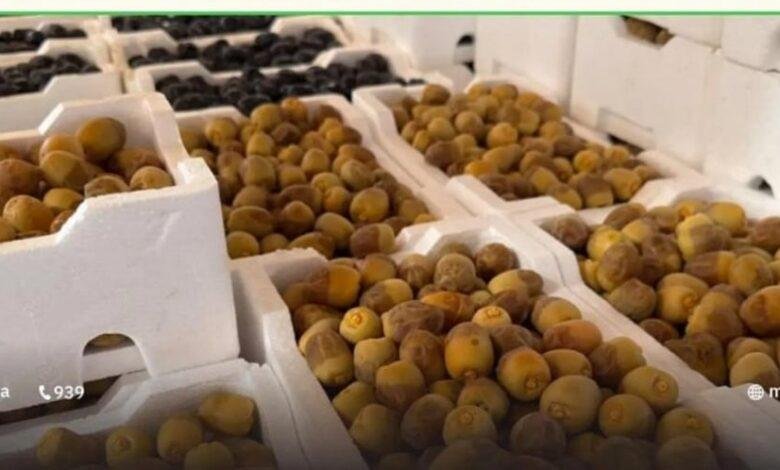 بواكير تمور المدينة المنورة تُنعش أسواق المملكة بأكثر من 58 صنفًا مع انطلاق موسم الحصاد