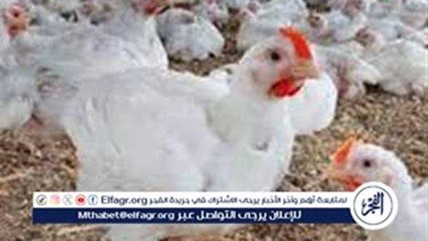 بورصة الدواجن.. أسعار الفراخ البيضاء اليوم السبت 21-6-2025 في قنا