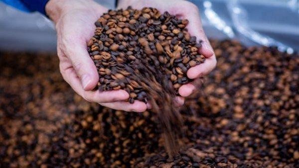 شعبة المواد الغذائية: تراجع أسعار قهوة الروبوستا عالميا يبشر بانفراجة في الأسواق المحلية