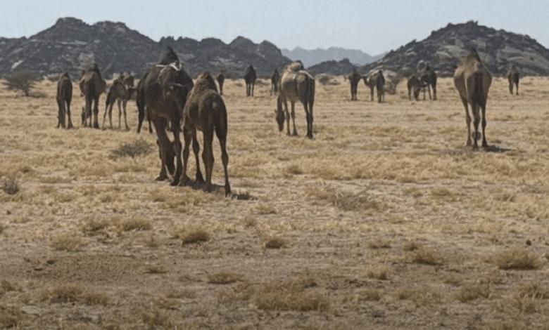 ضبط مخالفة رعي في مرعى الصهوة بالمدينة المنورة