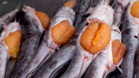 طريقة عمل الكافيار بيض السمك المملح في البيت