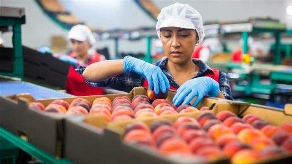 21 مليون دولار فرص تصديرية ضائعة لنشا الذرة المصري في أسواق واعدة