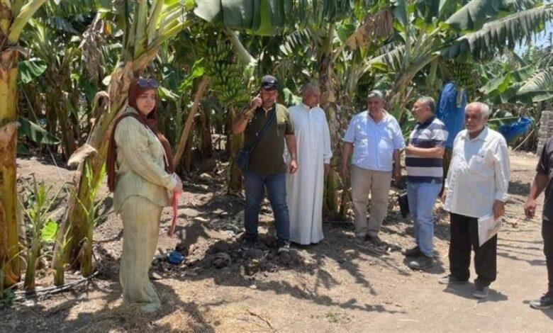 "الزراعة": إصدار تراخيص لـ352 صوبة ومشتل والإشرف على تصدير 1.2 مليون شتلة فراولة