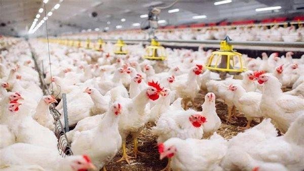 عاجل| حقيقة استخدام الهرمونات وحبوب منع الحمل لتسريع نمو دورة الدواجن.. الشعبة تكشف