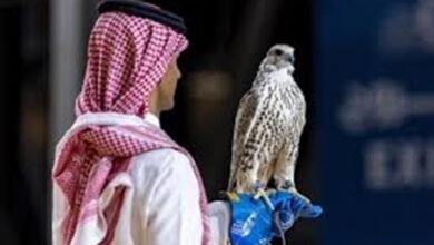 بيع صقر من طرح الليث بـ260 ألف ريال في انطلاقة معرض الصقور والصيد السعودي الدولي 2025