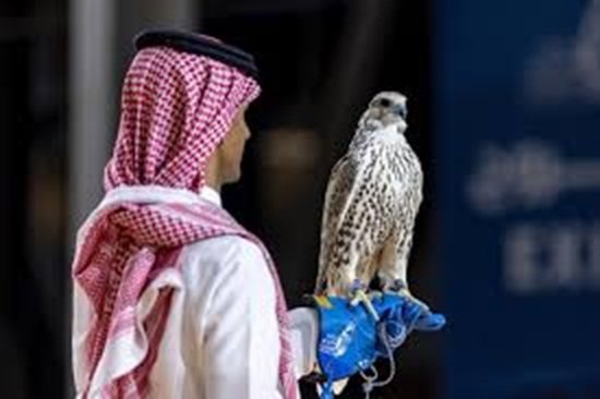 بيع صقر من طرح الليث بـ260 ألف ريال في انطلاقة معرض الصقور والصيد السعودي الدولي 2025