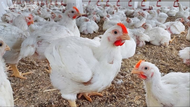 قبل ما تنزل تشتري.. تعرف على أسعار الدواجن والبانيه اليوم الخميس في الأسواق