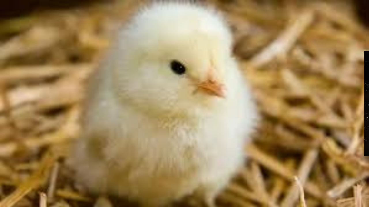 أسعار الكتاكيت اليوم 16 نوفمبر 2025 – انخفاض لافت