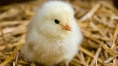 أسعار الكتاكيت اليوم