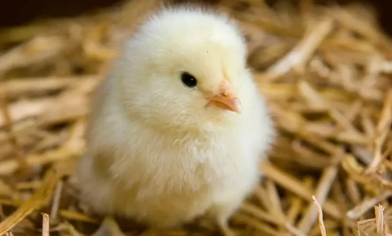 أسعار الكتاكيت اليوم