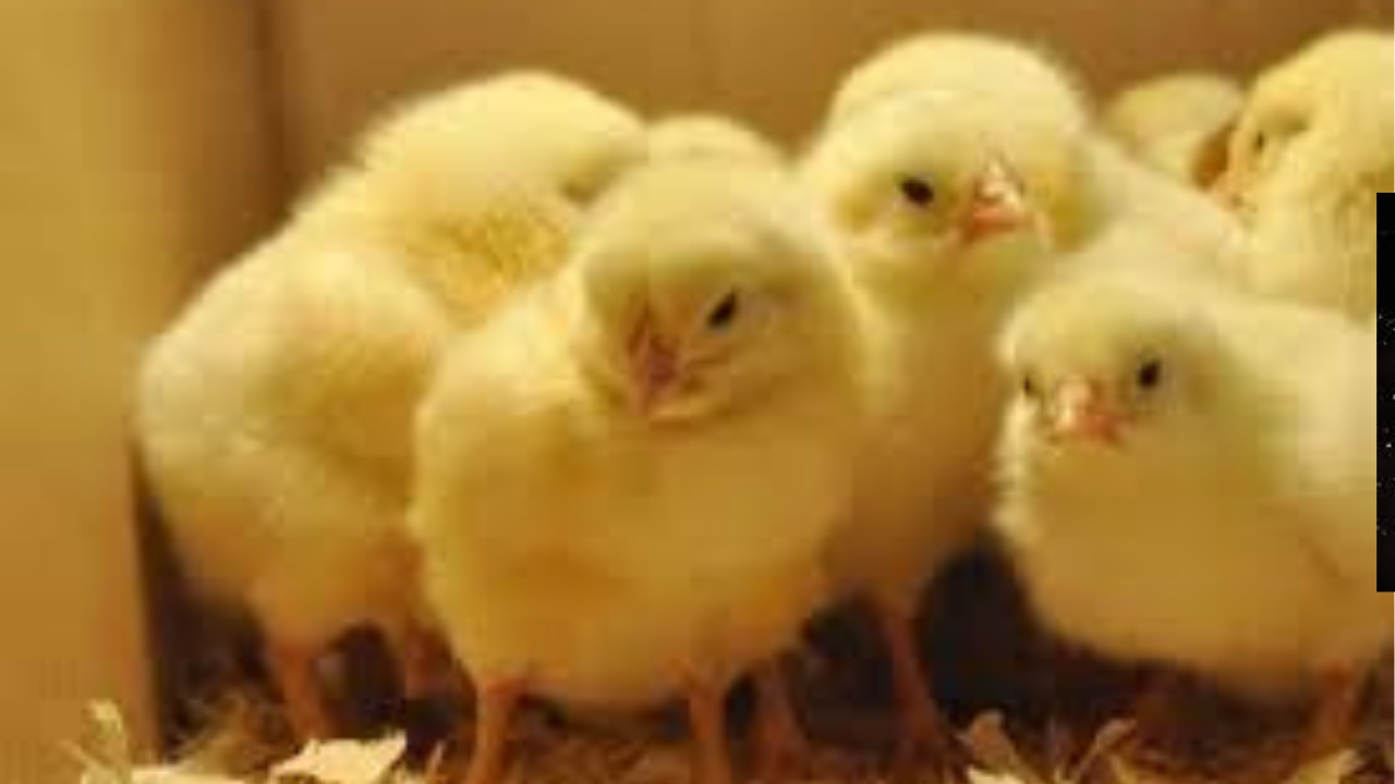 أسعار الكتاكيت اليوم في مصر 23 نوفمبر 2025… تحديث لحظي واختيارات الأفضل للمربين