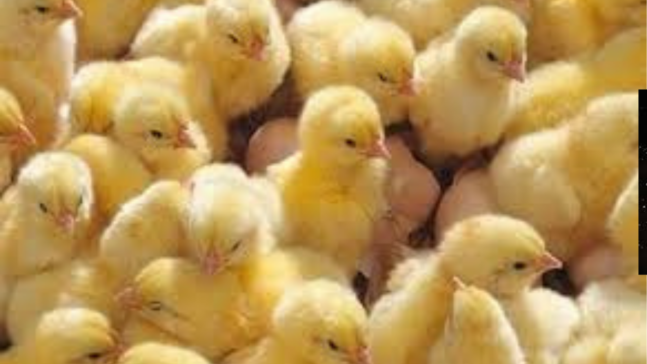 أسعار الكتاكيت اليوم في مصر تشهد تباينًا كبيرًا بين الشركات والقطعان.. تعرف على أحدث الأسعار الآن