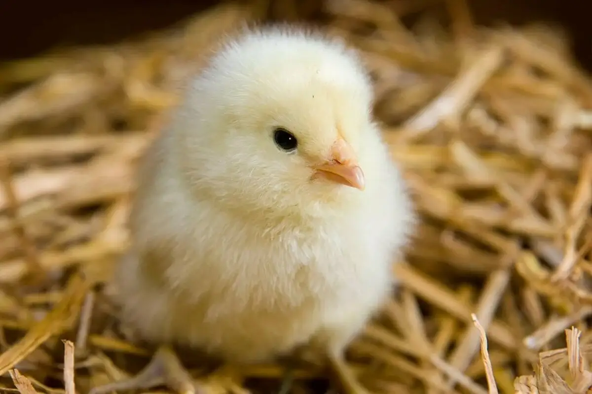 قفزة مفاجئة تثير جدل المربين.. إليك أحدث تحديثات أسعار الكتاكيت اليوم في الأسواق المصرية