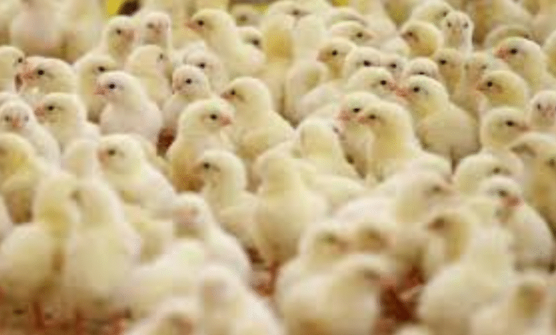 أسعار الكتاكيت في بورصة الدواجن اليوم السبت 1-11-2025.. الأبيض والبلدي والساسو يستقرون