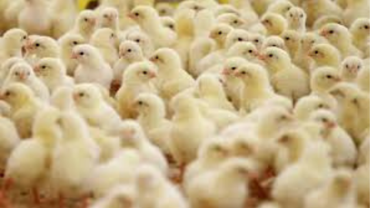 أسعار الكتاكيت في بورصة الدواجن اليوم السبت 1-11-2025.. الأبيض والبلدي والساسو يستقرون