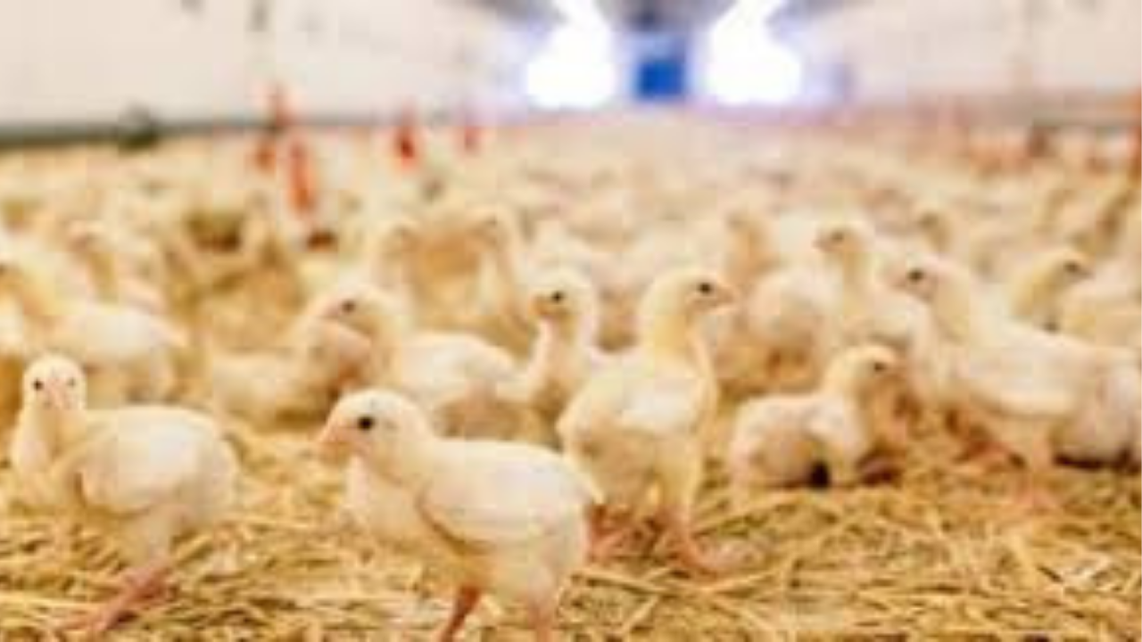 أسعار الكتاكيت في مصر اليوم الثلاثاء 4 نوفمبر 2025 تحديث يومي للشركات والمربين