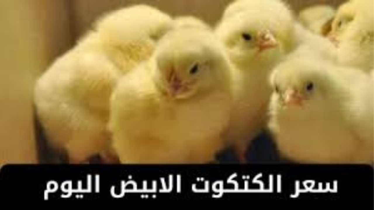 أسعار الكتاكيت والبط اليوم الإثنين 3 نوفمبر 2025.. استقرار نسبي وتراجع محدود في الكتكوت الأبيض