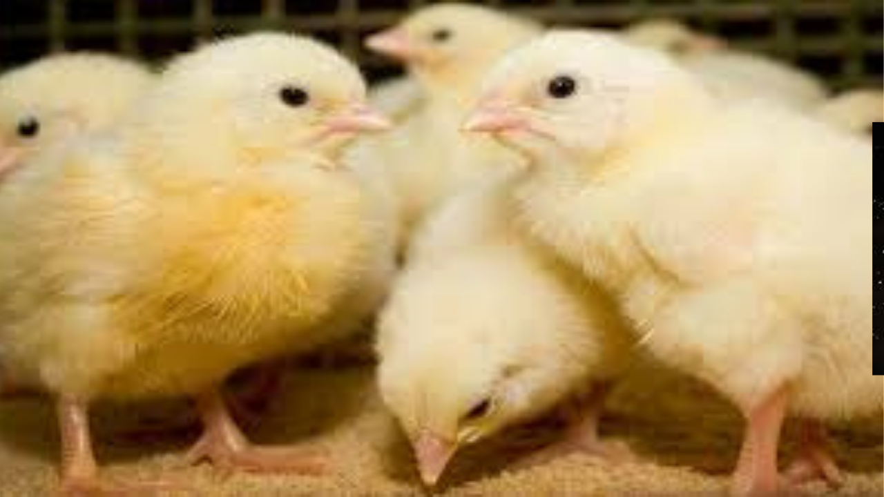 أسعار الكتاكيت والبط اليوم في مصر 20 نوفمبر 2025 تقلبات طفيفة واستقرار نسبي بالمزارع!