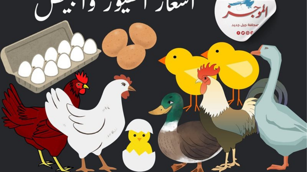 أسعار الكتاكيت والبط في بورصة الدواجن اليوم الثلاثاء 4 نوفمبر 2025