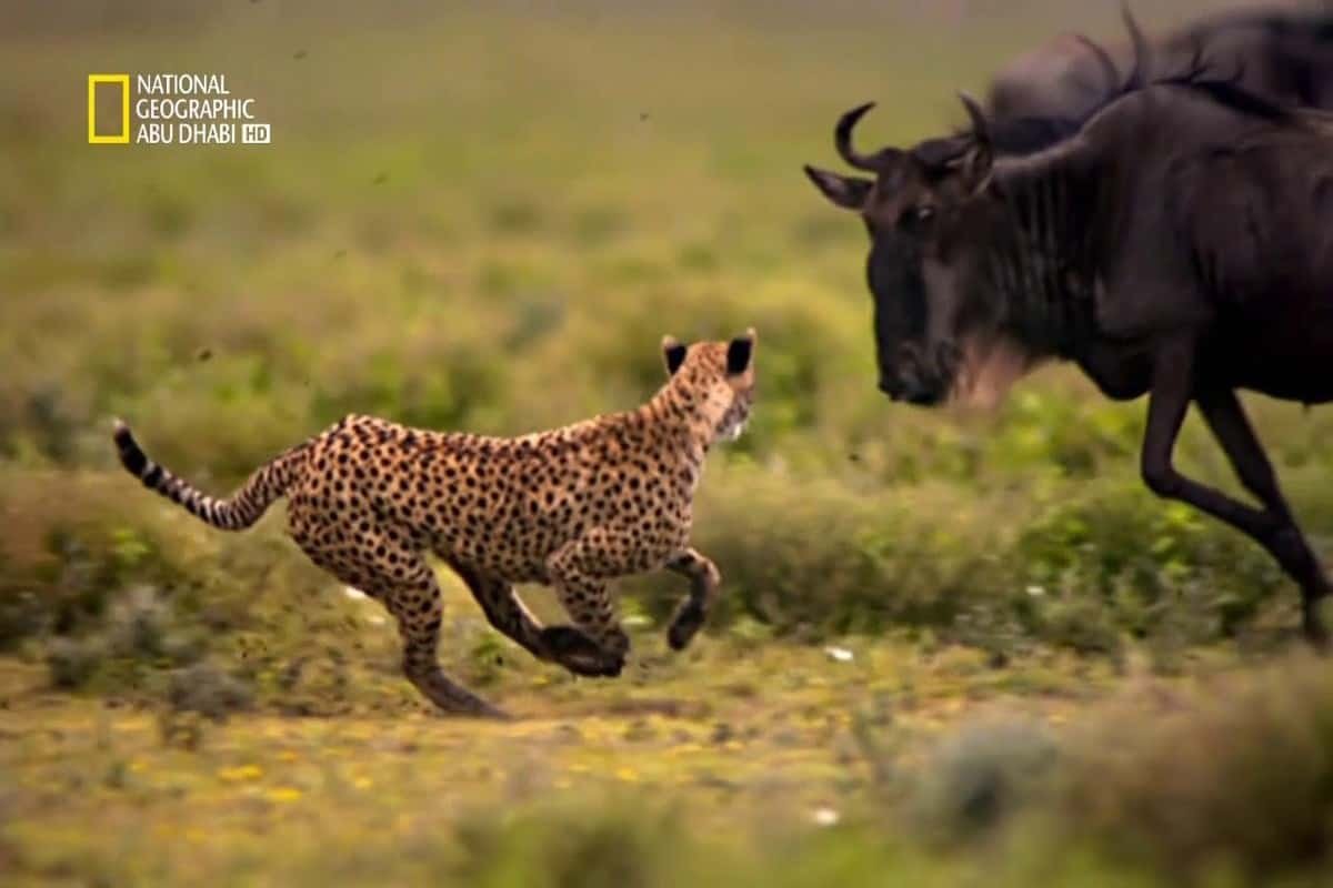 تردد قناة ناشيونال جيوغرافيك 2025