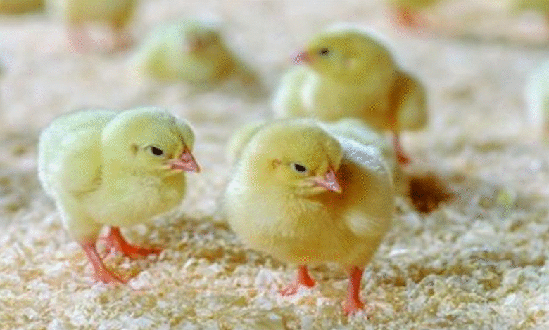 سعر الكتكوت الابيض