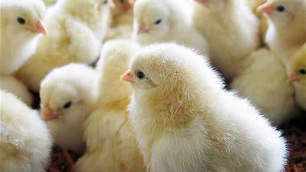 سعر الكتكوت الابيض اليوم