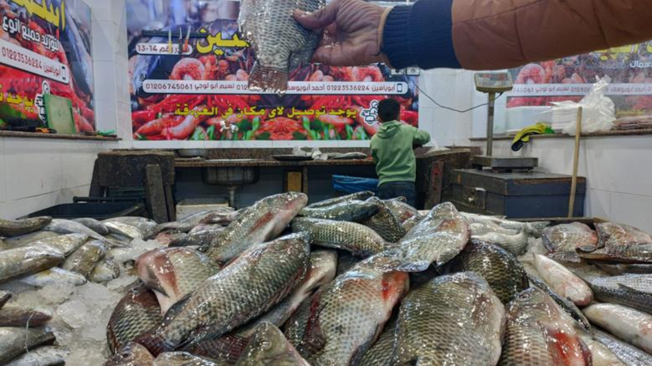 أسعار السمك اليوم