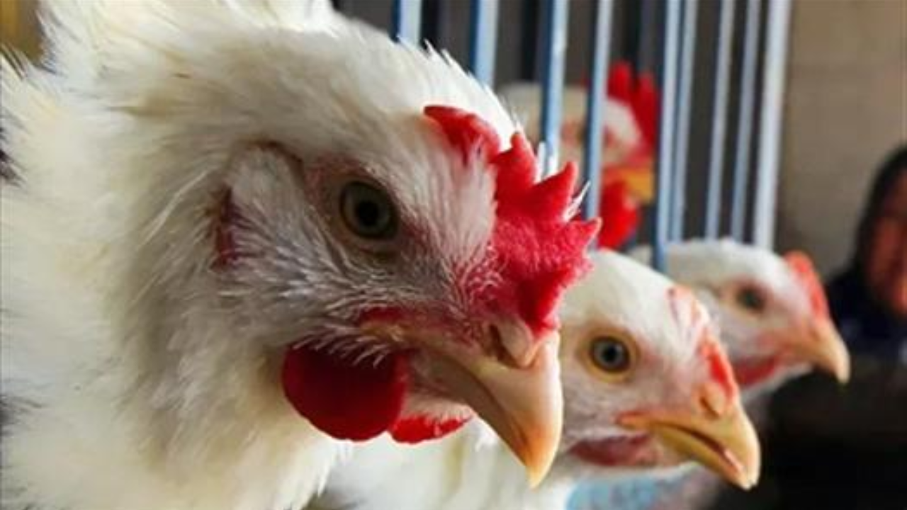 أسعار الفراخ اليوم