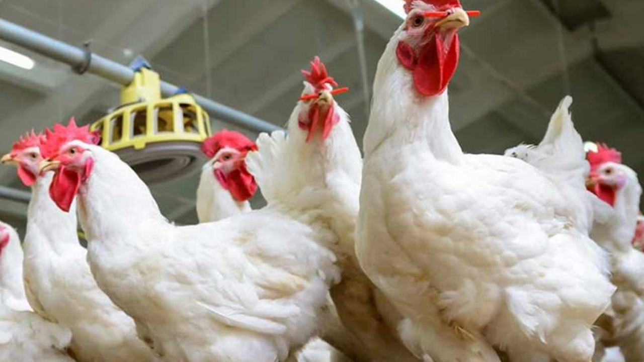 سعر الفراخ البيضاء اليوم