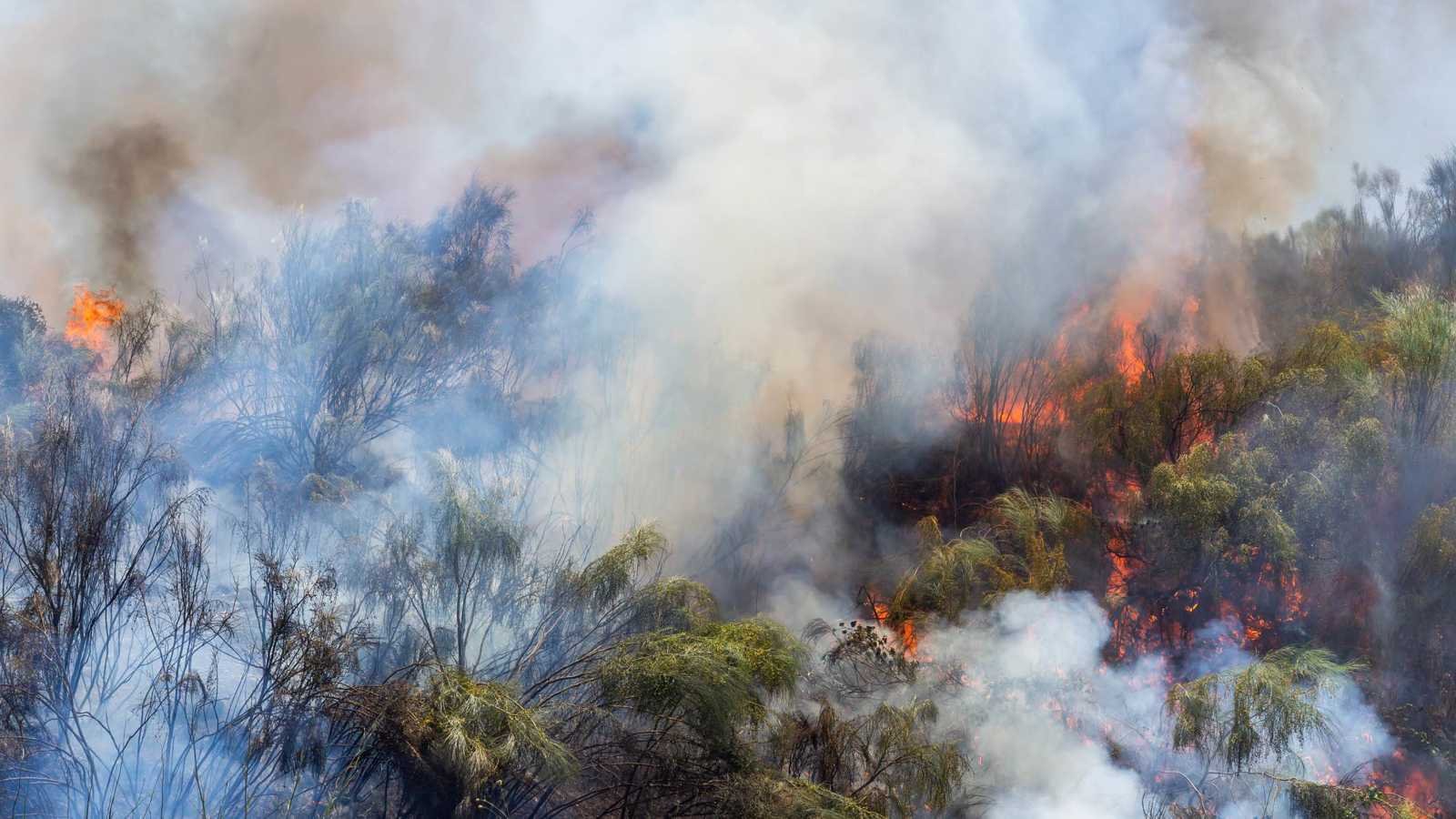 «دخان حرائق الغابات: هل يؤثر على خطر التوحد لدى الأطفال؟»