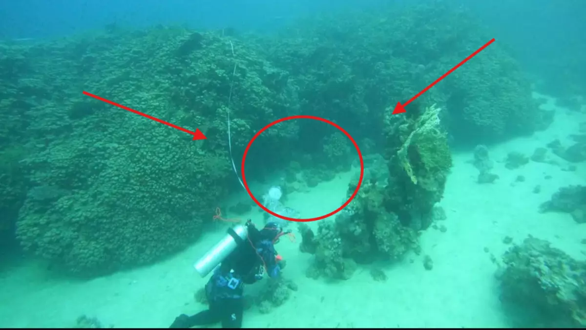 «استكشف كنزًا غير مسبوق في أعماق البحر السعودي والبهجة تعمّ المجتمع!»