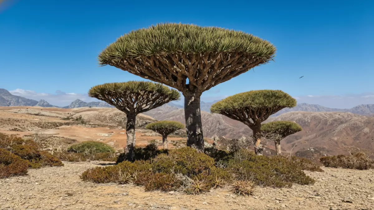 «نكبة سقطرى: الصحيفة الإسبانية تكشف الجريمة البيئية الخفية… الإمارات تستنزف “جالاباجوس العرب” والعالم يلتزم الصمت»