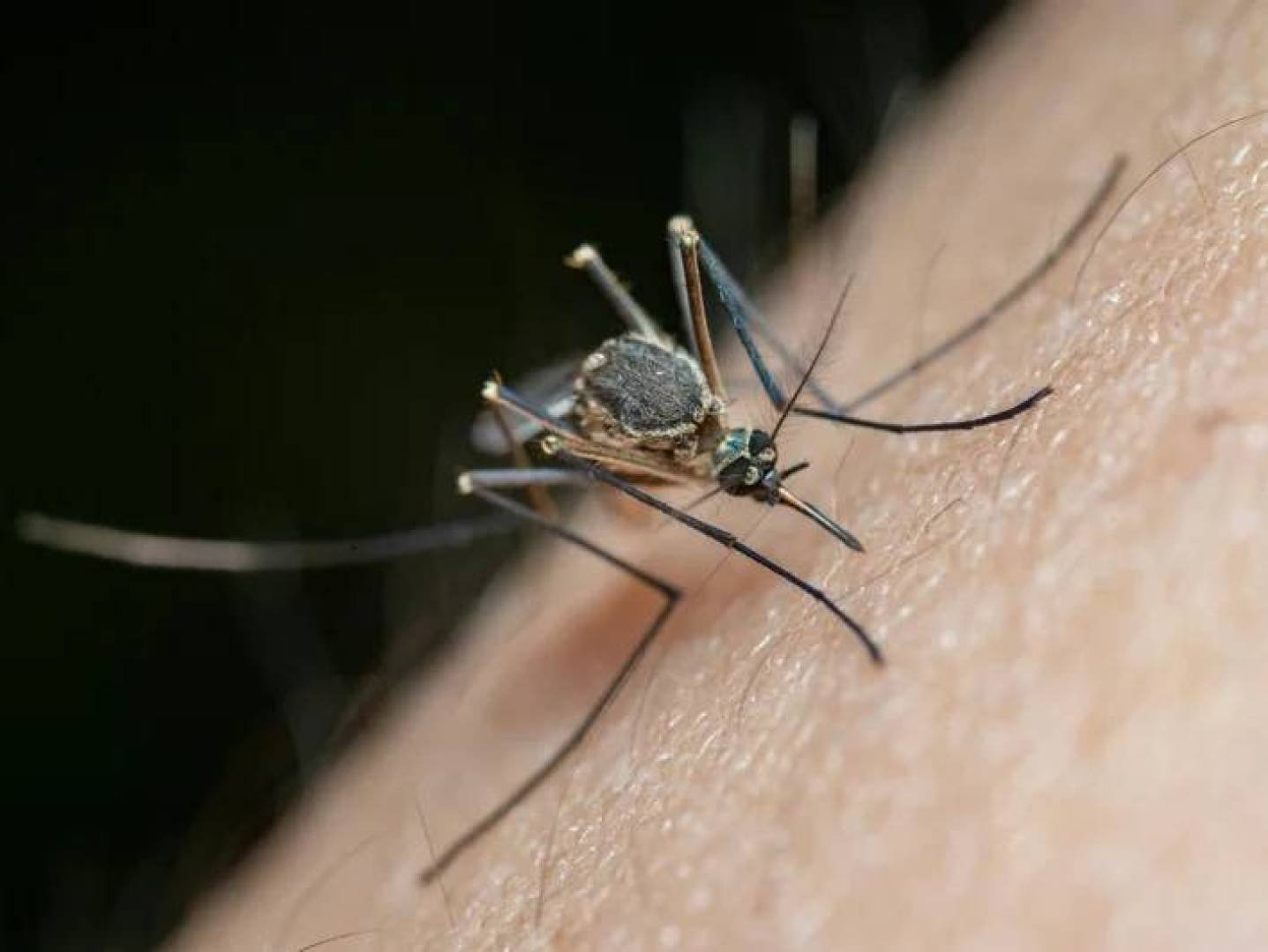 «اكتشاف طبي ثوري يوقف تكاثر طفيلي الملاريا»