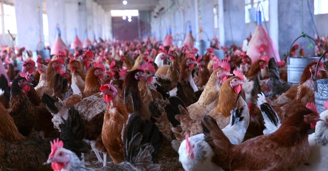 أسعار الدواجن اليوم في بورصة الدواجن الجمعة 27 مارس 2026