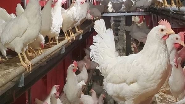 سعر كيلو الفراخ البيضاء في ثاني أيام عيد الفطر يثير الاهتمام