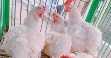أسعار كيلو الفراخ البيضاء في القليوبية اليوم الخميس 26 مارس 2026 تصل إلى 83 جنيها