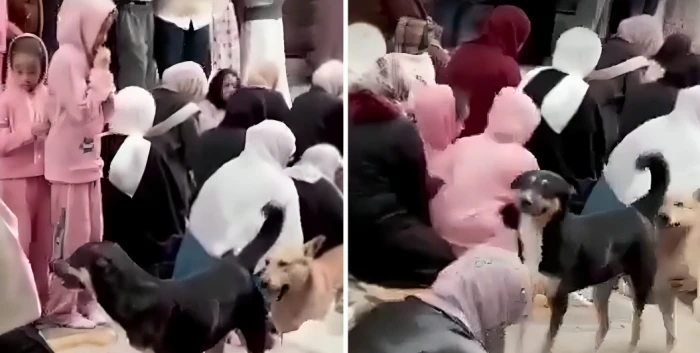 كلاب تتجول بين النساء أثناء صلاة العيد في الزقازيق وتثير الضحك في فيديو طريف