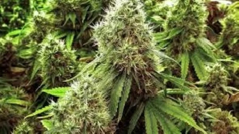 «مزارع مصري يزرع الحشيش على سطح منزله ويصدره إلى الدول العربية عبر البريد»