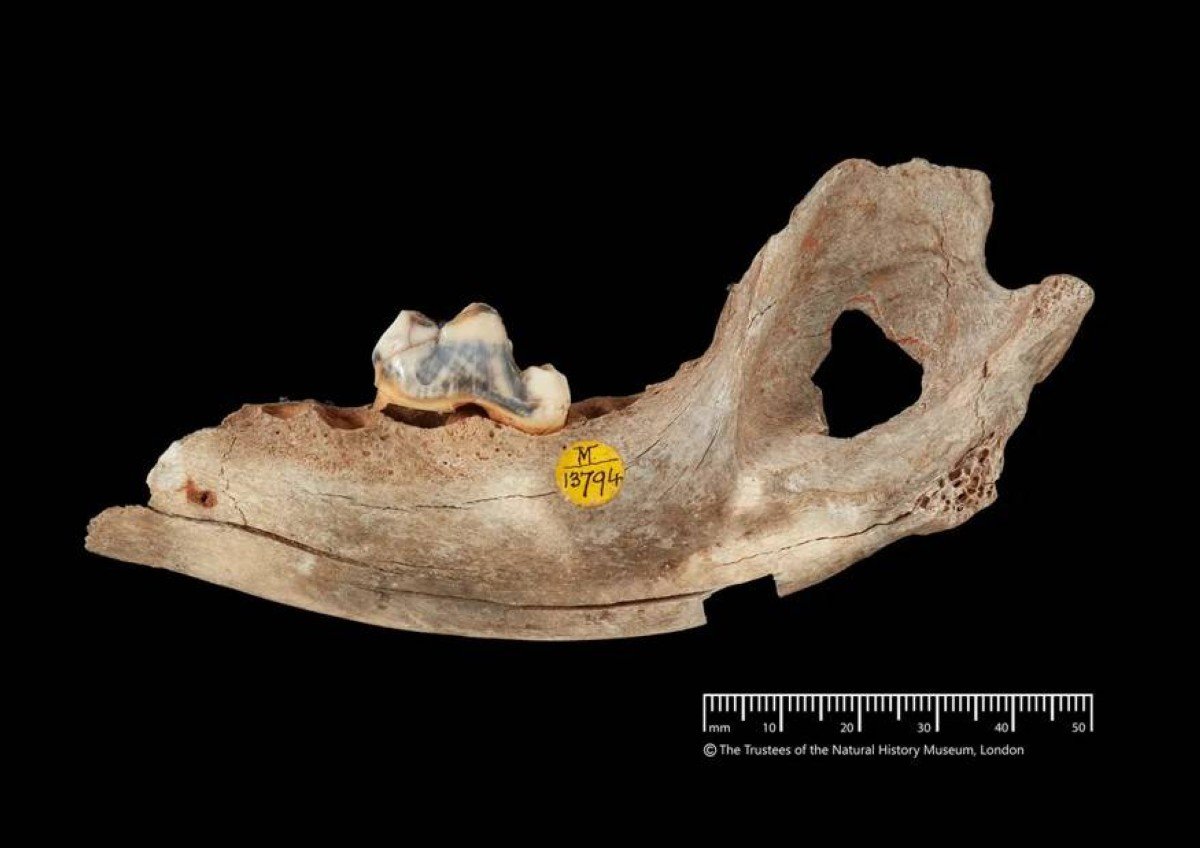 أقدم كلب مستأنس في العالم من تركيا يحتفل بـ 16 ألف عام من الوفاء
